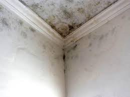 Reliable Mechanicsburg, PA Mold Remediation Solutions