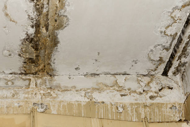 Best Real Estate Mold Inspection  in Mechanicsburg, PA